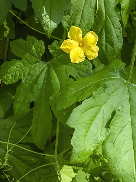 427026 - Balsam apple (Momordica balsamina)