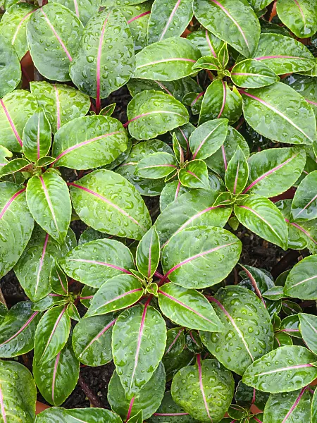 450056 - Balsam (Impatiens alborosea)