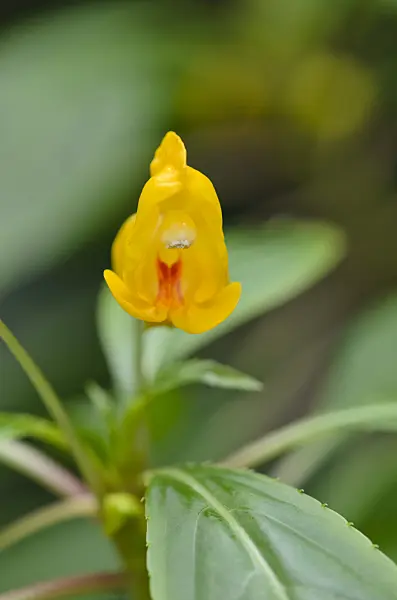 529178 - Balsam (Impatiens auricoma)
