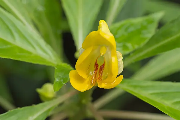 561055 - Balsam (Impatiens auricoma)