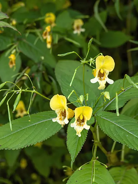 453021 - Balsam (Impatiens edgeworthii)