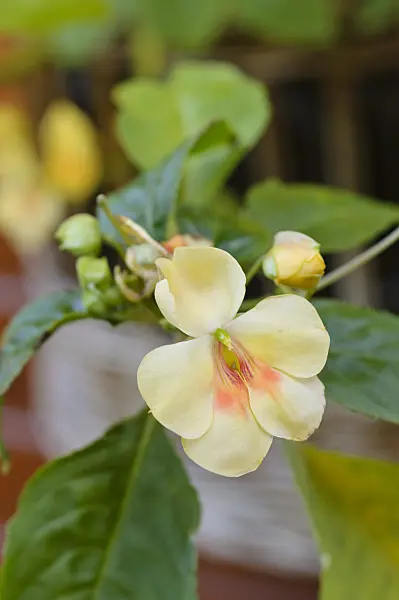 477023 - Balsam (Impatiens Fusion Glow)