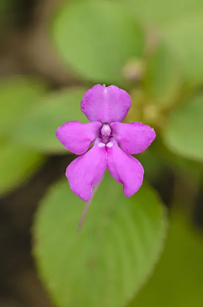 519123 - Balsam (Impatiens pseudoviola)