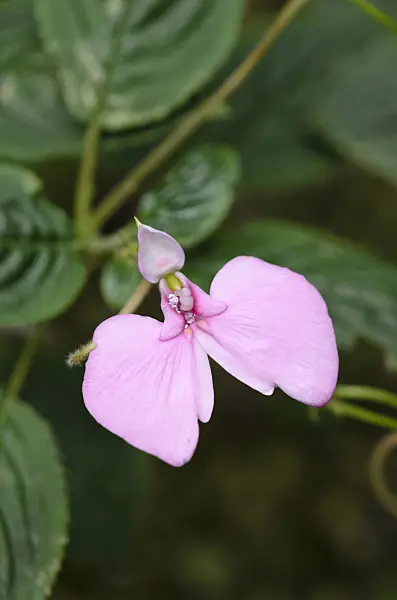 535170 - Balsam (Impatiens stuhlmannii)