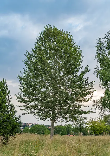664325 - Balsam poplar (Populus balsamifera)