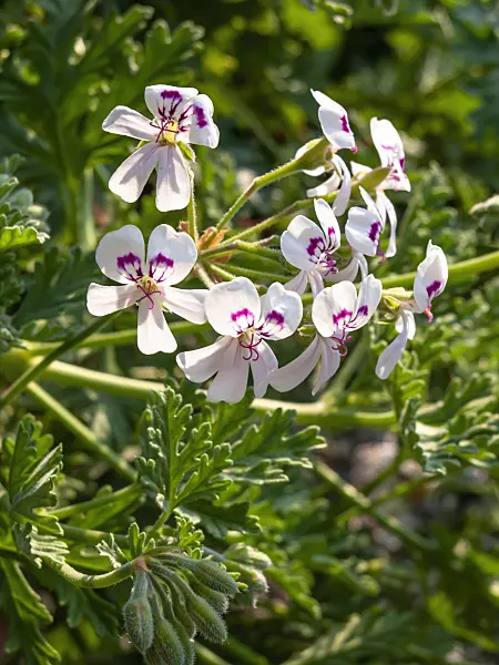 426128 - Balsam scented pelargonium (Pelargonium radens 'H.E. Morre')