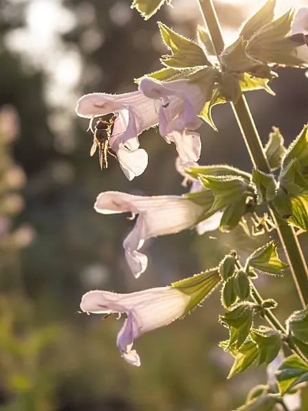 415032 - Balsamic sage (Salvia tomentosa)