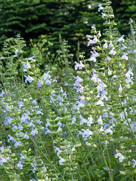 449041 - Balsamic sage (Salvia tomentosa)