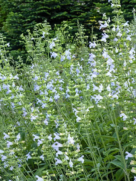 449042 - Balsamic sage (Salvia tomentosa)