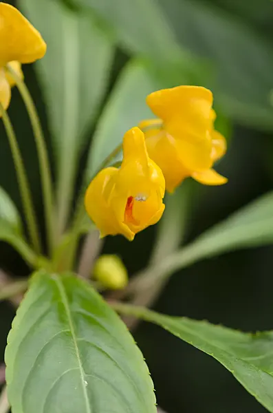 529177 - Balsamine (Impatiens auricoma)