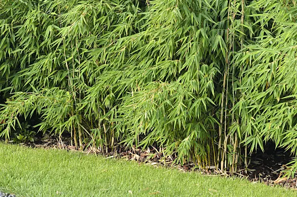 548028 - Bamboo (Fargesia)