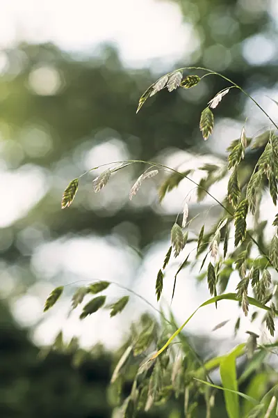 393055 - Bamboo grass (Chasmanthium latifolium syn. Uniola latifolia)