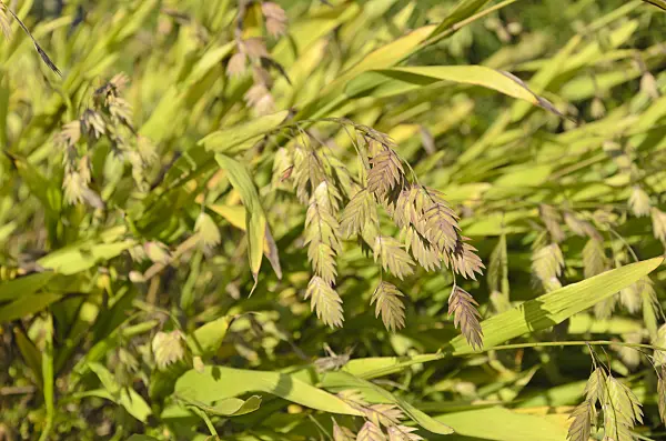 500070 - Bamboo grass (Chasmanthium latifolium syn. Uniola latifolia)