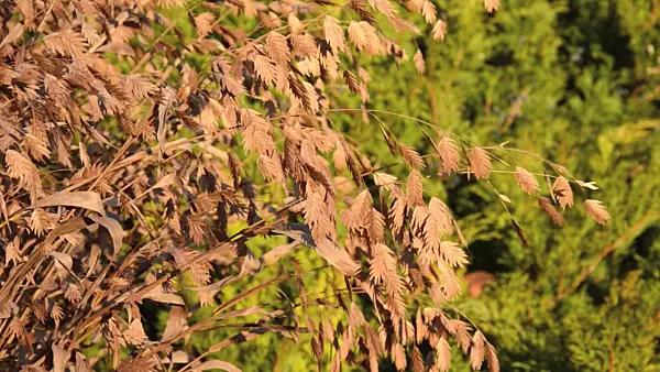 502075 - Bamboo grass (Chasmanthium latifolium syn. Uniola latifolia)