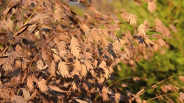 502076 - Bamboo grass (Chasmanthium latifolium syn. Uniola latifolia)