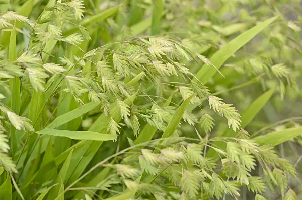 547361 - Bamboo grass (Chasmanthium latifolium syn. Uniola latifolia)