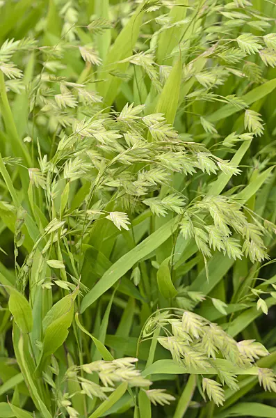 547362 - Bamboo grass (Chasmanthium latifolium syn. Uniola latifolia)