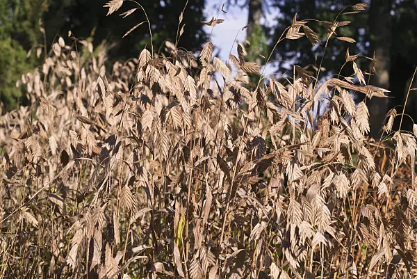 578027 - Bamboo grass (Chasmanthium latifolium syn. Uniola latifolia)