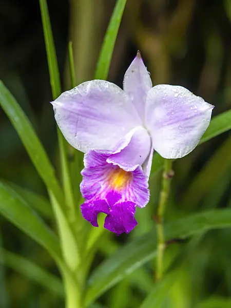 434409 - Bamboo orchid (Arundina graminifolia)
