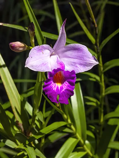 434422 - Bamboo orchid (Arundina graminifolia)