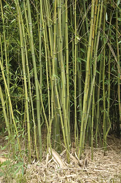 517069 - Bamboo (Phyllostachys aureosulcata)