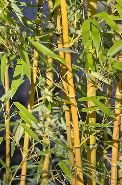 529107 - Bamboo (Phyllostachys aureosulcata)