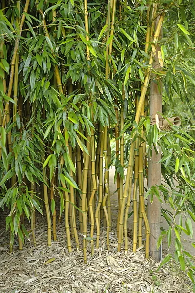 517071 - Bamboo (Phyllostachys aureosulcata 'Aureocaulis')
