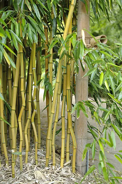 517072 - Bamboo (Phyllostachys aureosulcata 'Aureocaulis')