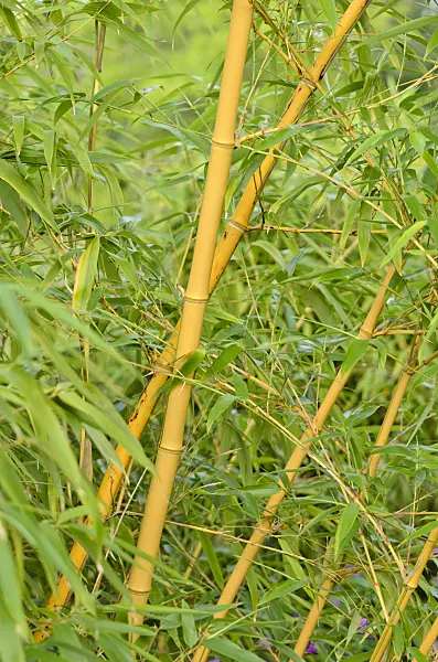 534418 - Bamboo (Phyllostachys aureosulcata 'Aureocaulis')