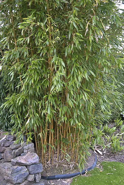 502303 - Bamboo (Phyllostachys aureosulcata 'Aureocaulis') with rhizome barrier