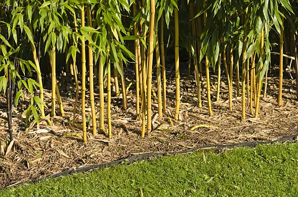 535184 - Bamboo (Phyllostachys aureosulcata 'Aureocaulis') with rhizome barrier