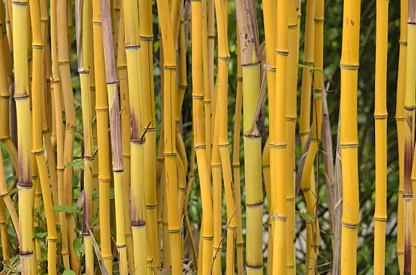 533352 - Bamboo (Phyllostachys aureosulcata 'Spectabilis')