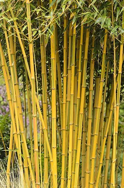 533417 - Bamboo (Phyllostachys aureosulcata 'Spectabilis')