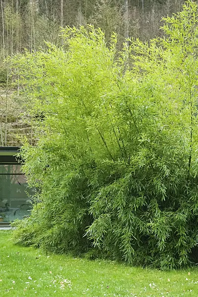 490106 - Bamboo (Phyllostachys bissetii)