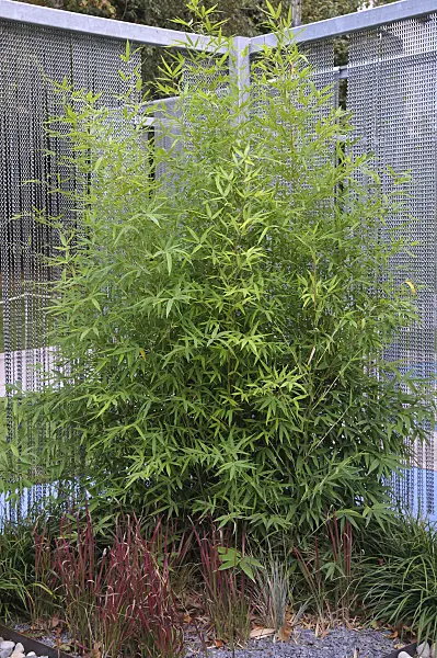 517074 - Bamboo (Phyllostachys bissetii)