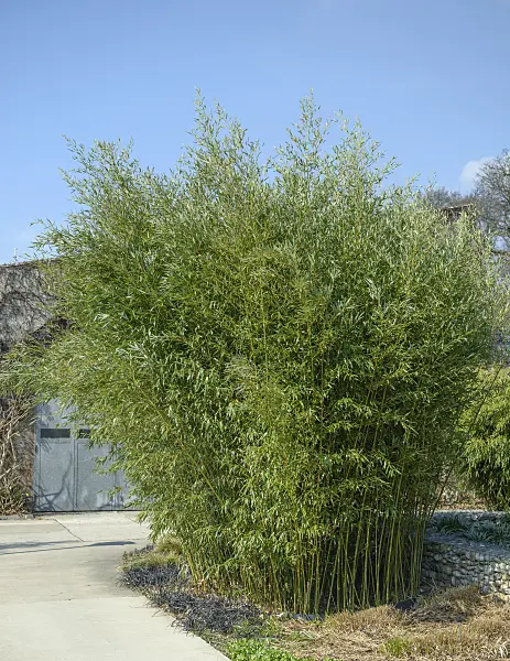 558177 - Bamboo (Phyllostachys bissetii)