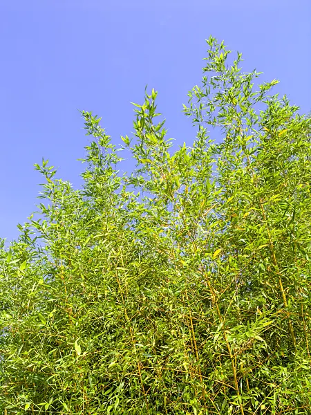 441168 - Bamboo (Phyllostachys propinqua)