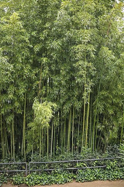 517075 - Bamboo (Phyllostachys viridiglaucescens)