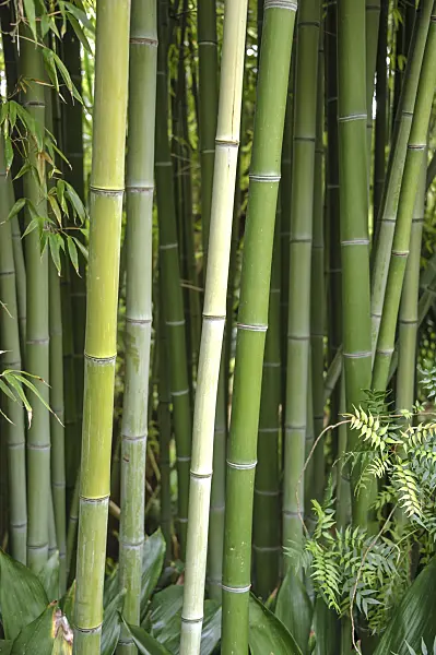 517076 - Bamboo (Phyllostachys viridiglaucescens)