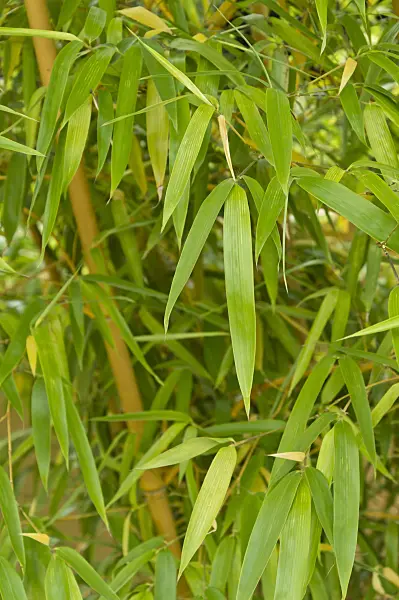 511201 - Bamboo (Phyllostachys vivax 'Aureocaulis')