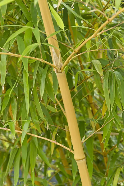 511202 - Bamboo (Phyllostachys vivax 'Aureocaulis')