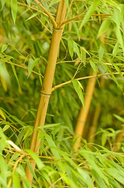 525135 - Bamboo (Phyllostachys vivax 'Aureocaulis')