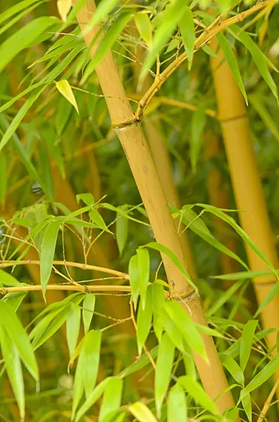 525136 - Bamboo (Phyllostachys vivax 'Aureocaulis')