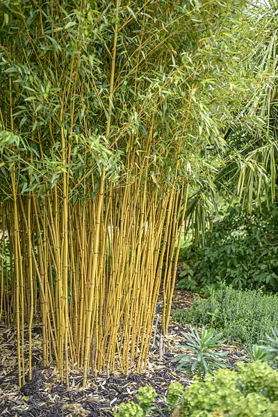 547216 - Bamboo (Phyllostachys vivax 'Aureocaulis')
