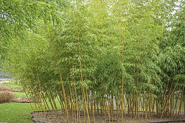 535311 - Bamboo (Phyllostachys vivax 'Aureocaulis') with rhizome barrier