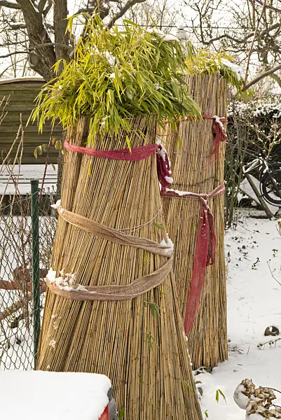 552015 - Bambou avec de la protection hivernale
