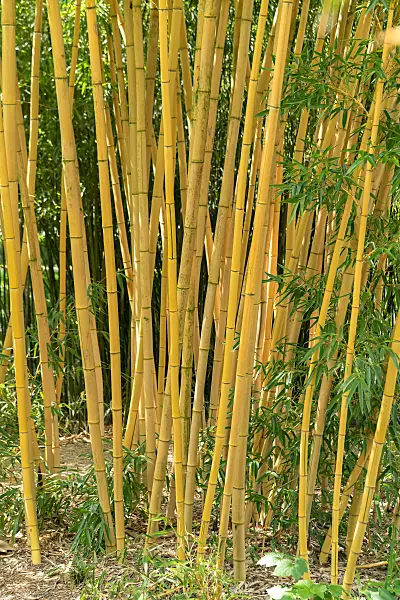 664303 - Bambou doré (Phyllostachys aurea 'Koi')