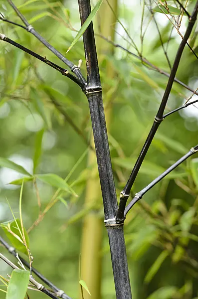 521510 - Bambou noir (Phyllostachys nigra var. punctata)