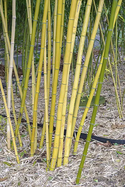 535312 - Bambou (Phyllostachys vivax)