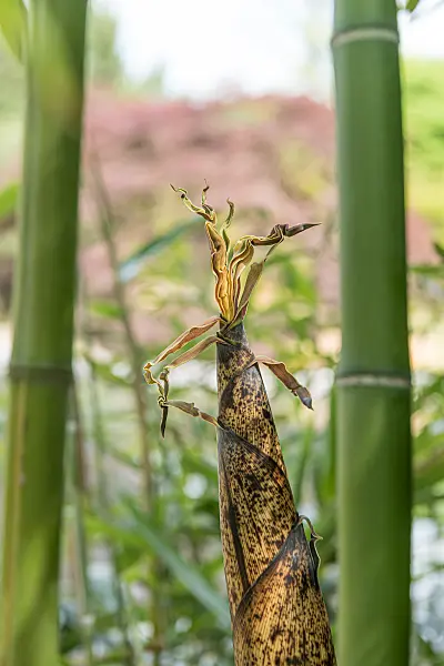 664304 - Bambou (Phyllostachys vivax 'Huangwenzhu')